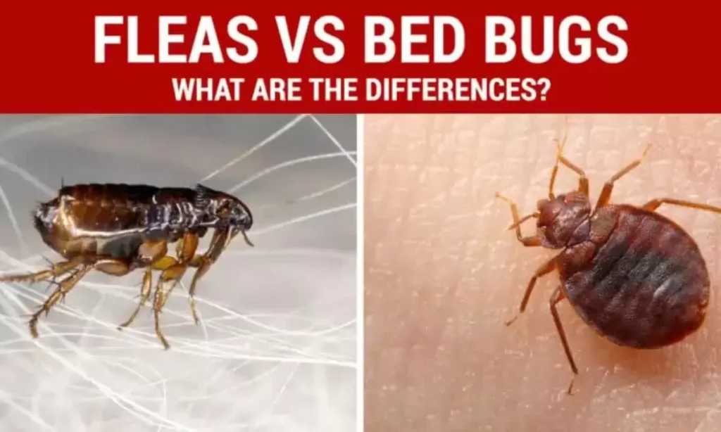 Bed bugs can live on your body for up to a year.