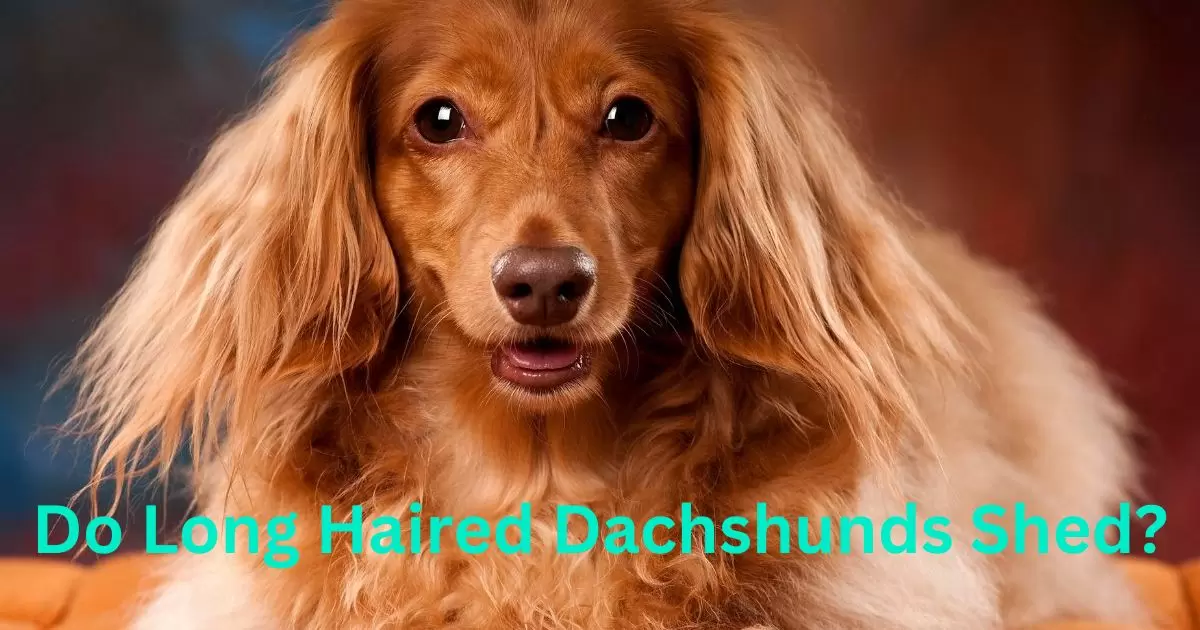 Do Long Haired Dachshunds Shed?