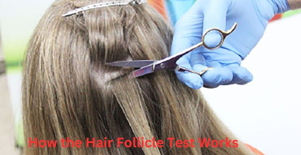 How the Hair Follicle Test Works
